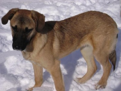 Lucy