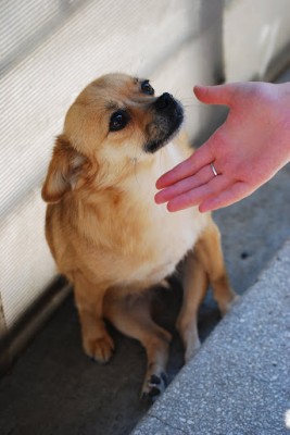 ciuci