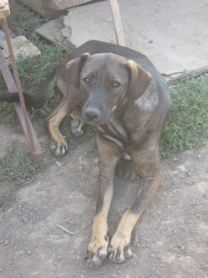 Boni