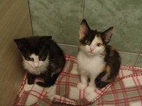 miaunici