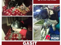 metis gasit