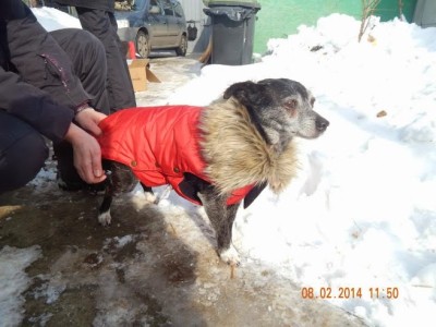 babuska 2