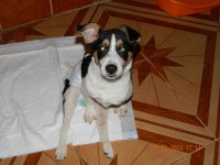 cora