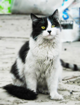 pufarina 2