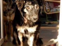 luu