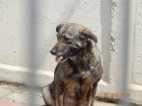 drona