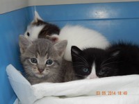 nascute in copac