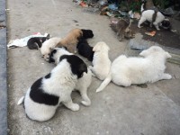20 catei