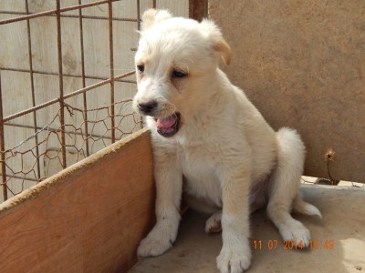 snoopy