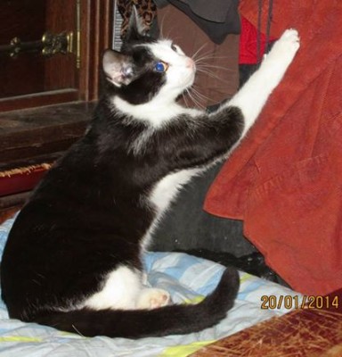 tom 2