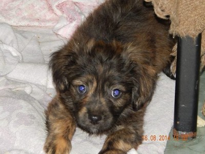browny 2