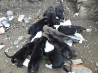 catelusi