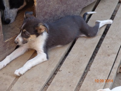 dolly 2