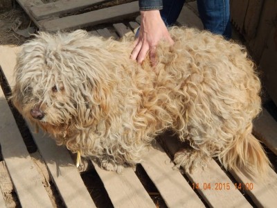 fluffy 2
