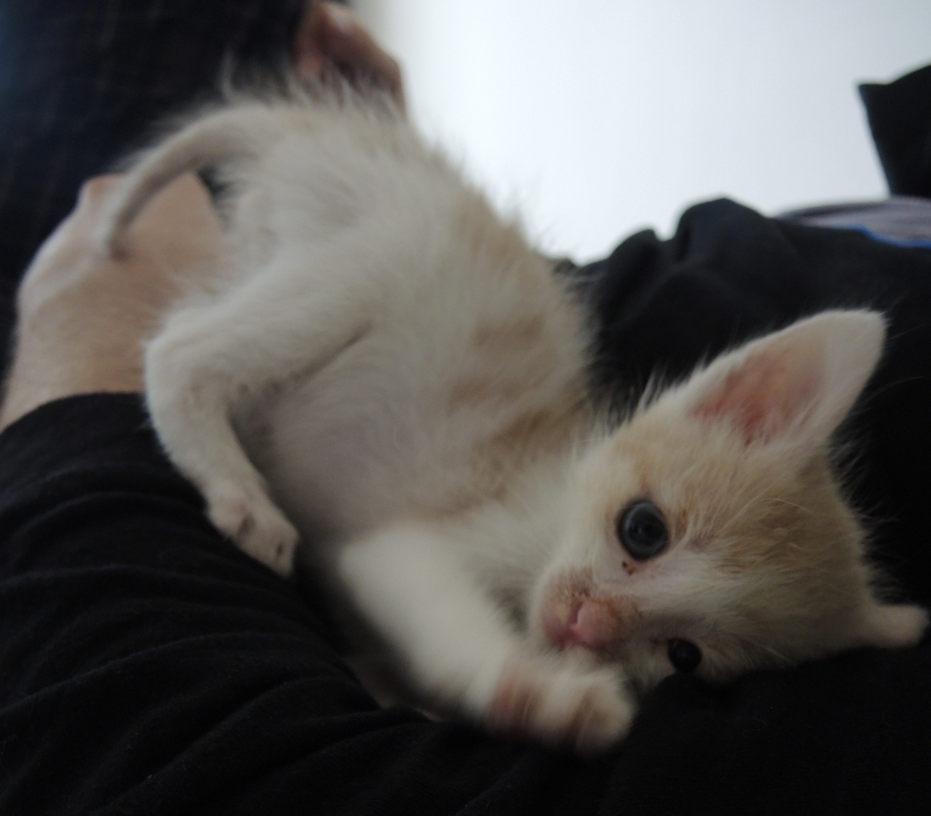 adopta o pisica