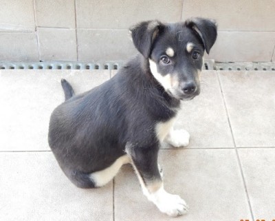kali 2