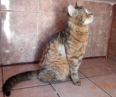pisi 2