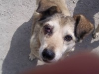 fetita