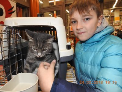 adoptat