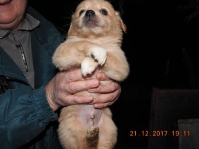 gordo 2