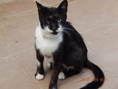 Negrila 2