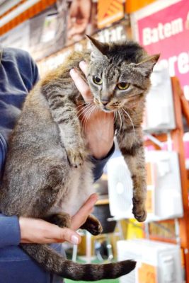 Anima 2
