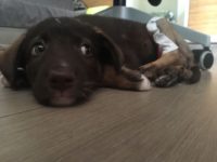 Moca