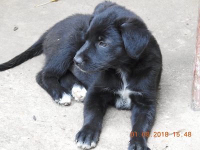 dolly 2