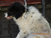 pufa