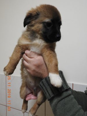 Ciro 2