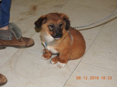 aldo