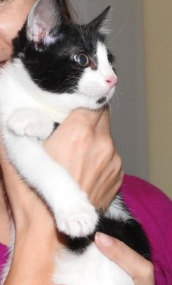 xena